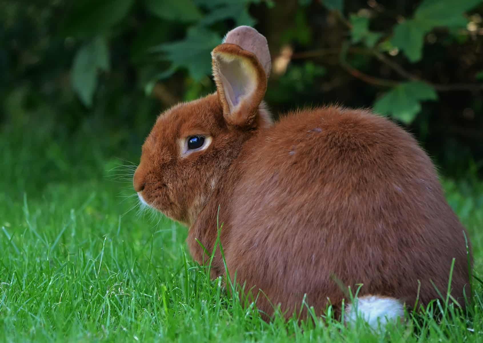 Save the Bunny! China's Cosmetic Cruelty - Eluxe Magazine