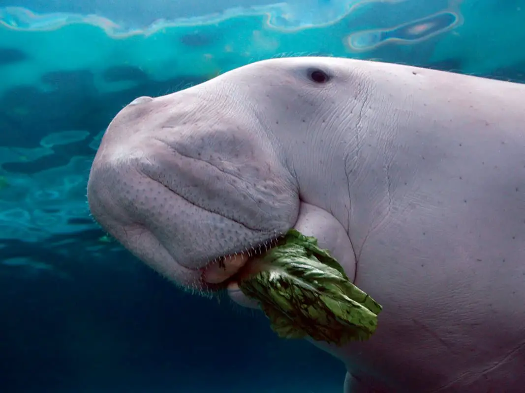 what is a dugong