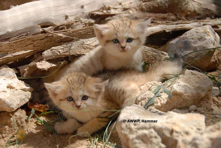 arabian sand cat