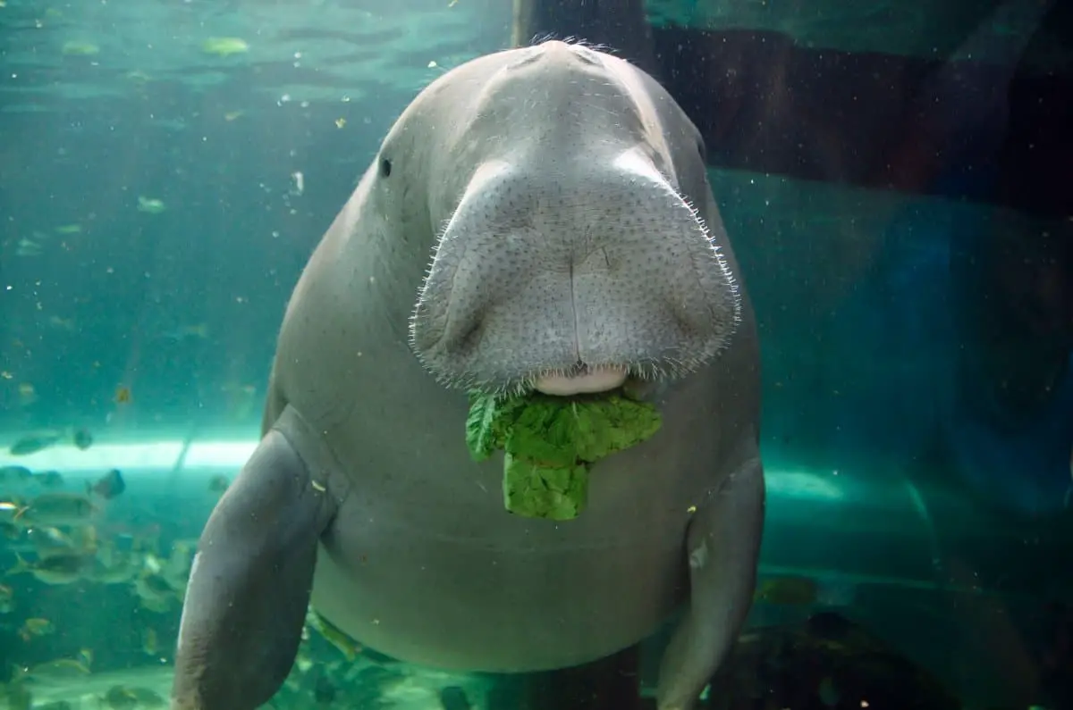what is a dugong