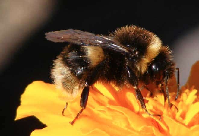 Save the Bees, Save the Humans! - Eluxe Magazine