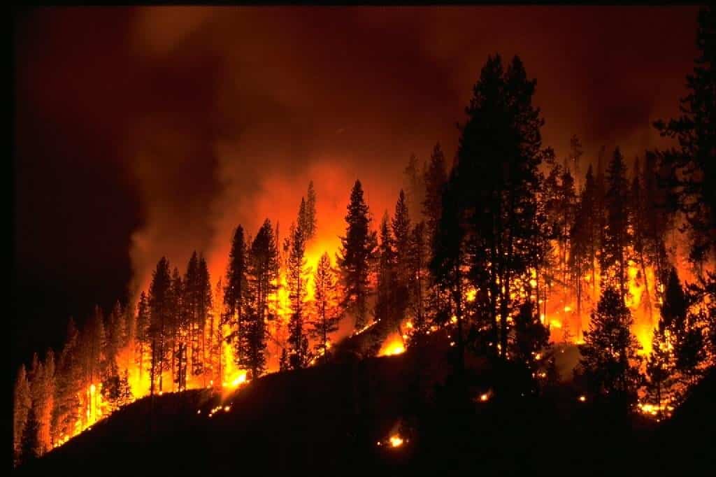 forest fire