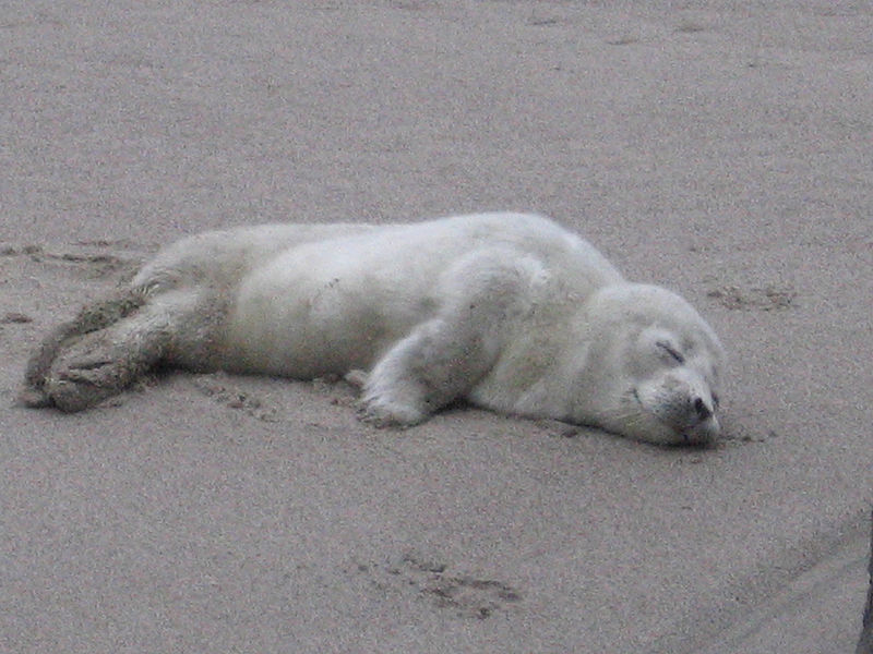 Canadian seal hunt