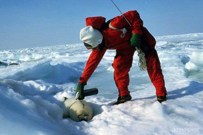 baby seal clubbing