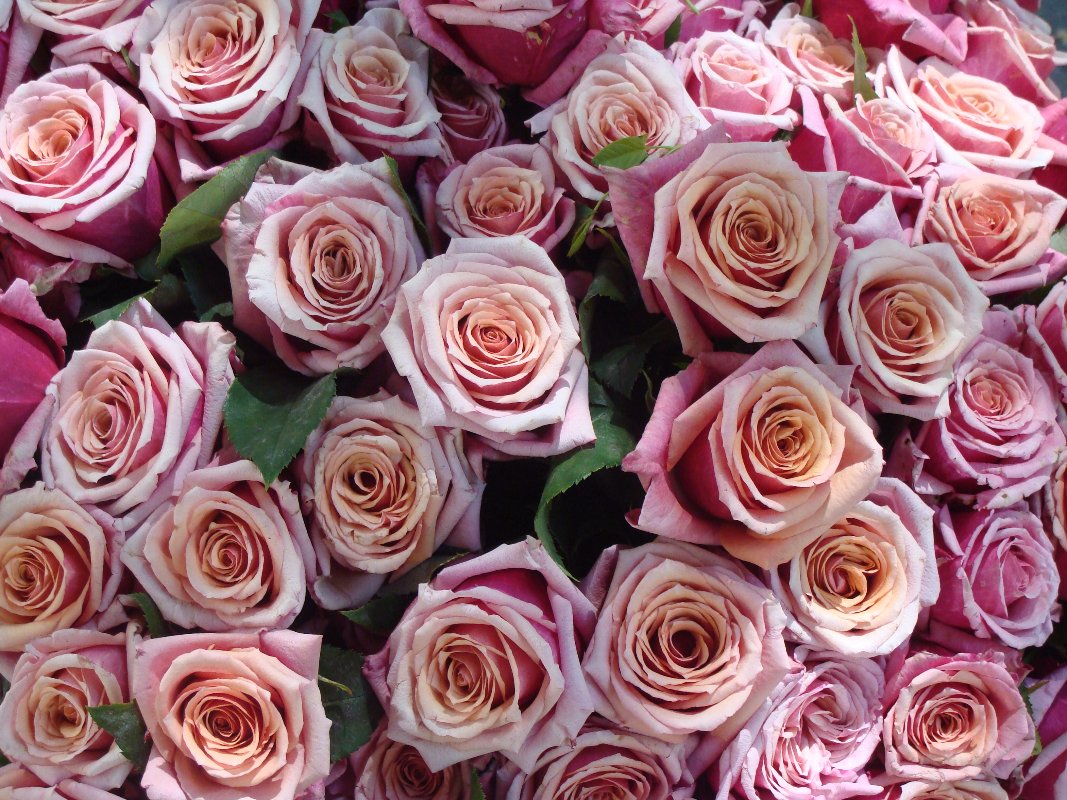 Not Pretty The Environmental Impact of Flowers Eluxe Magazine