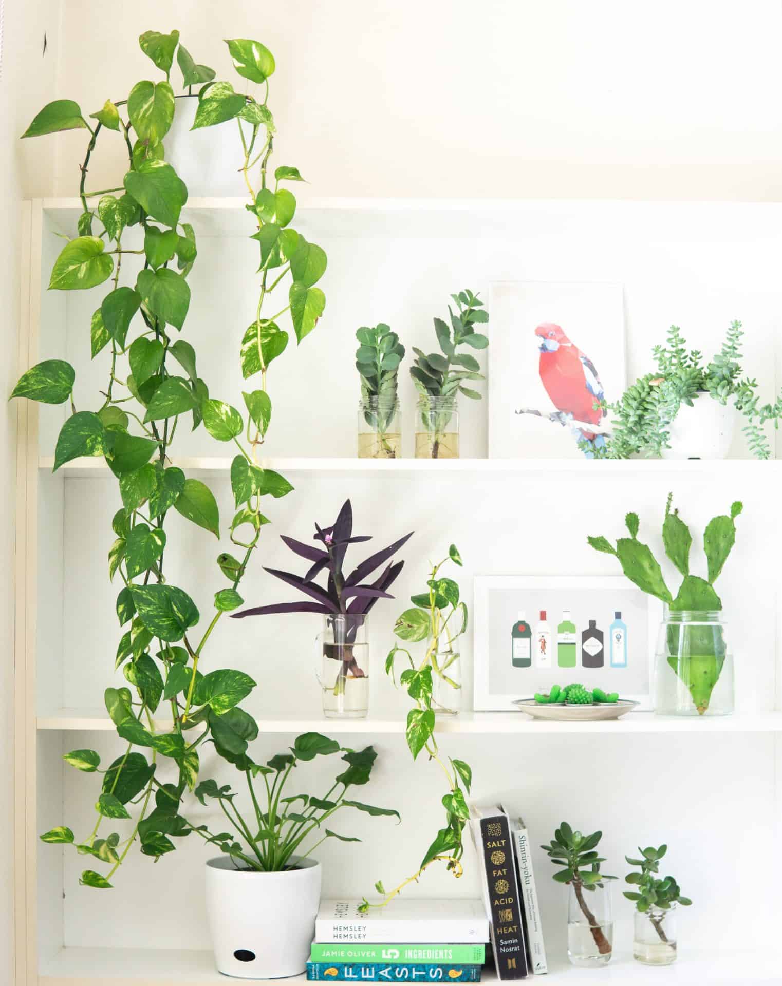 20 Beautiful Ideas For Decorating With Plants   Eluxe Magazine
