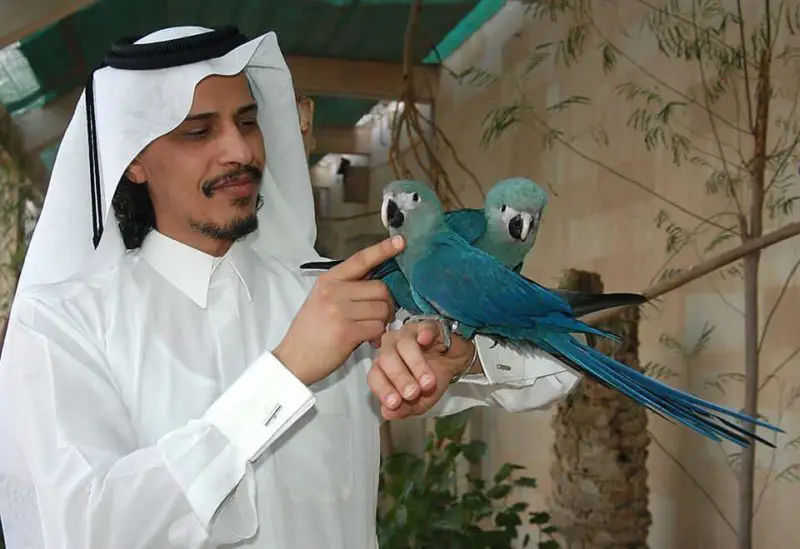 Sheikh Saud Bin Mohammed Al Thani al wabra