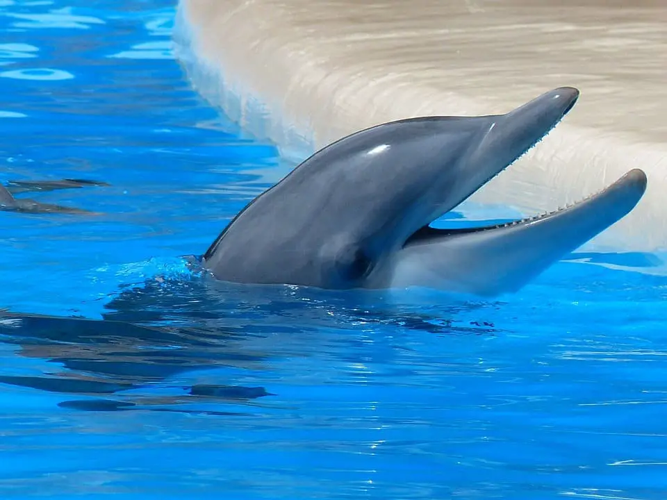 captive dolphin