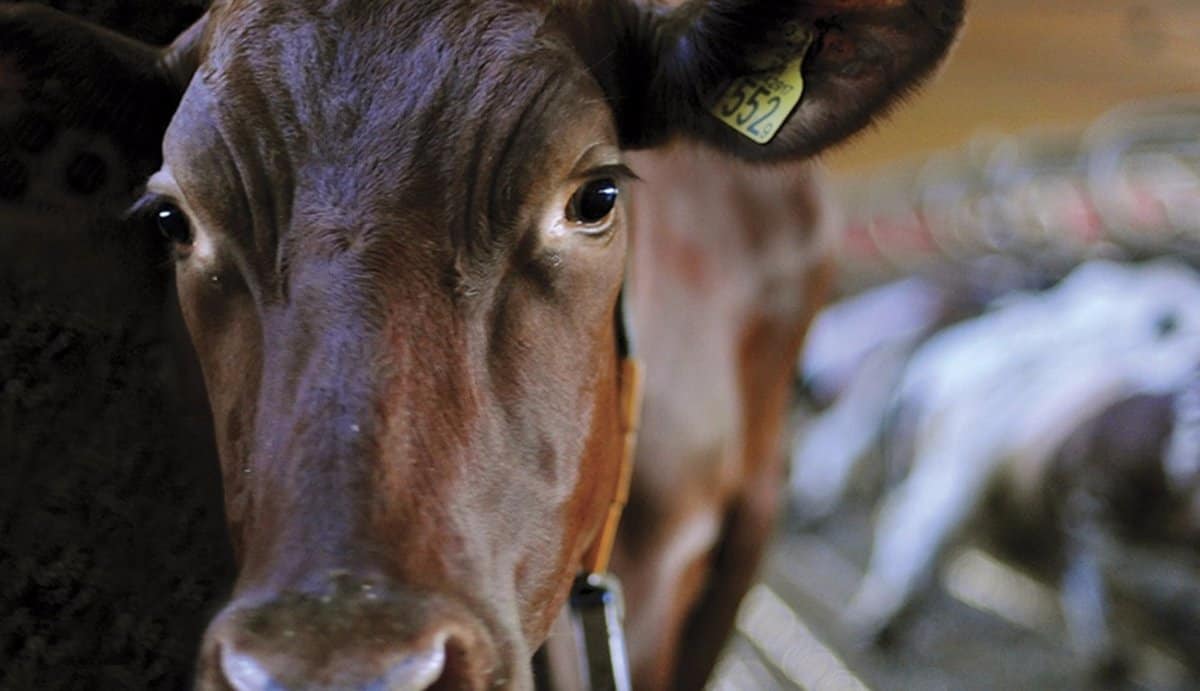 Cash Cow Why Dairy Is Bad For You Eluxe Magazine