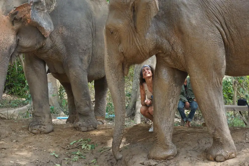 making friends with elephants