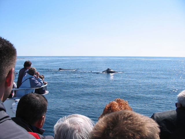 Whale_Watching