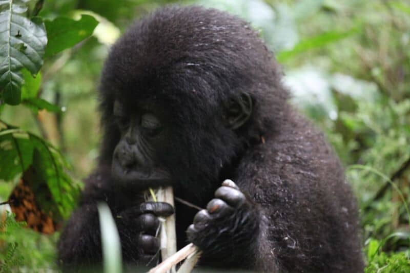 gorilla eco tourism