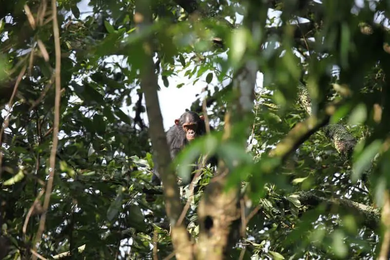 gorilla eco tourism