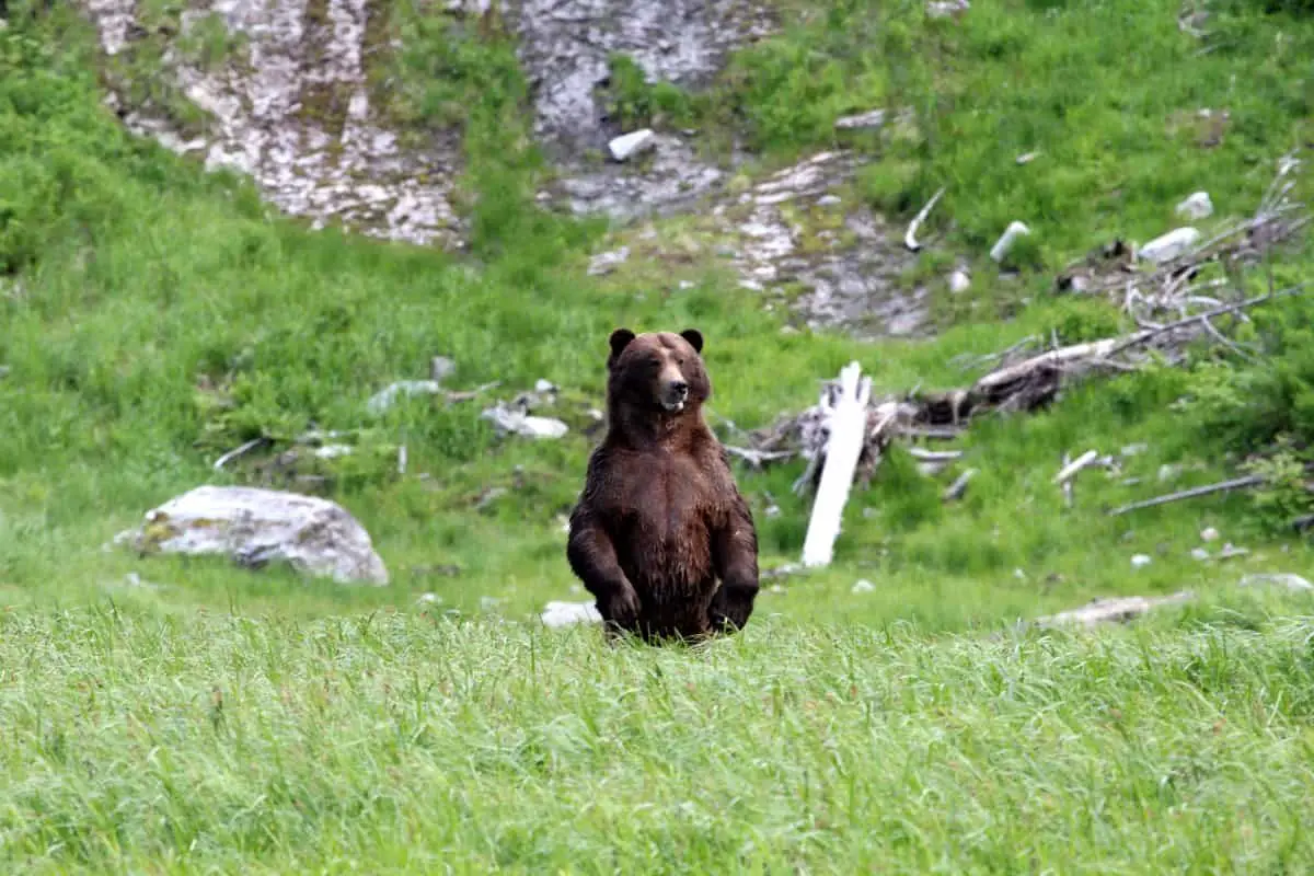 c-us-grizzly-brown-bear-alaska-usa0000036874