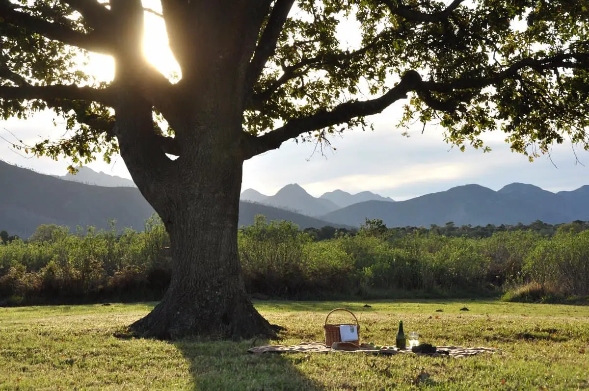 platbos_reserve_oak_tree_picnic