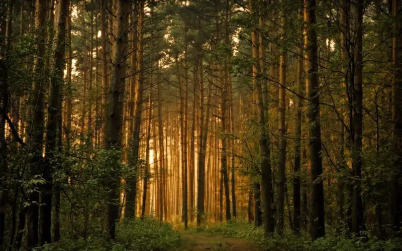 How Forest Bathing Affects Our Health