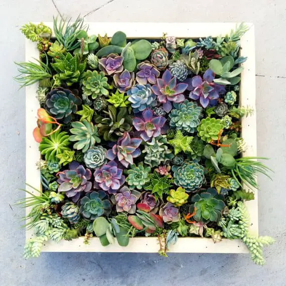 How To Create An Indoor Living Wall: 6 Steps