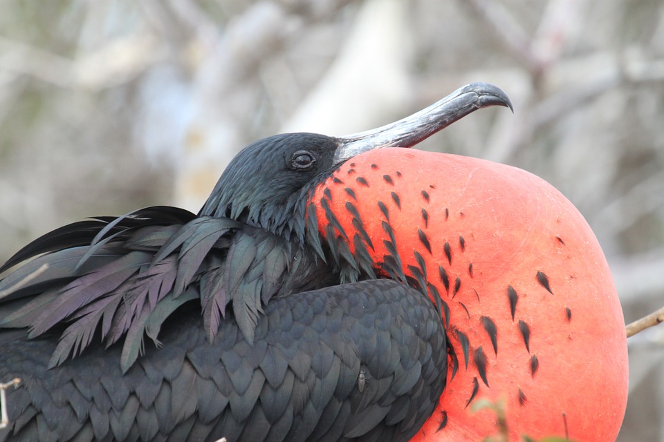 Eco Tourism in the Galapagos