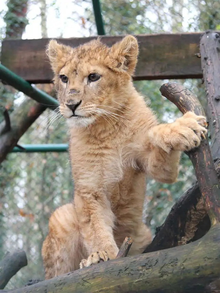 Meet King, Born Free's Rescued Lion Rascal