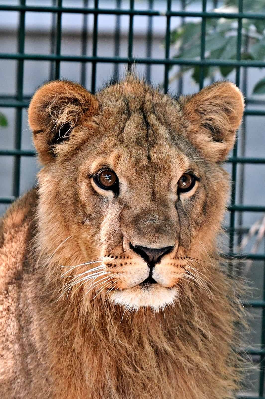 Meet King, Born Free's Rescued Lion Rascal