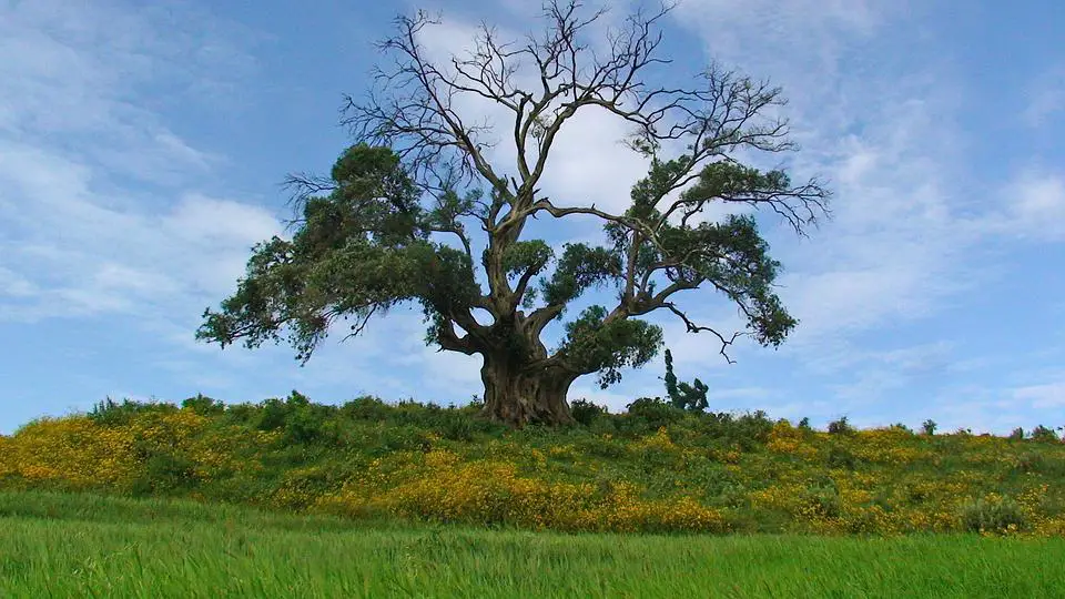 ethiopia tree