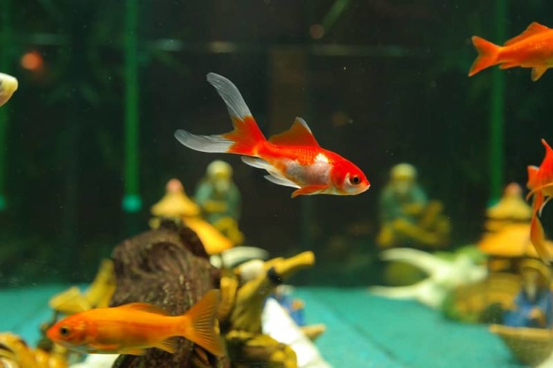 red devil fish