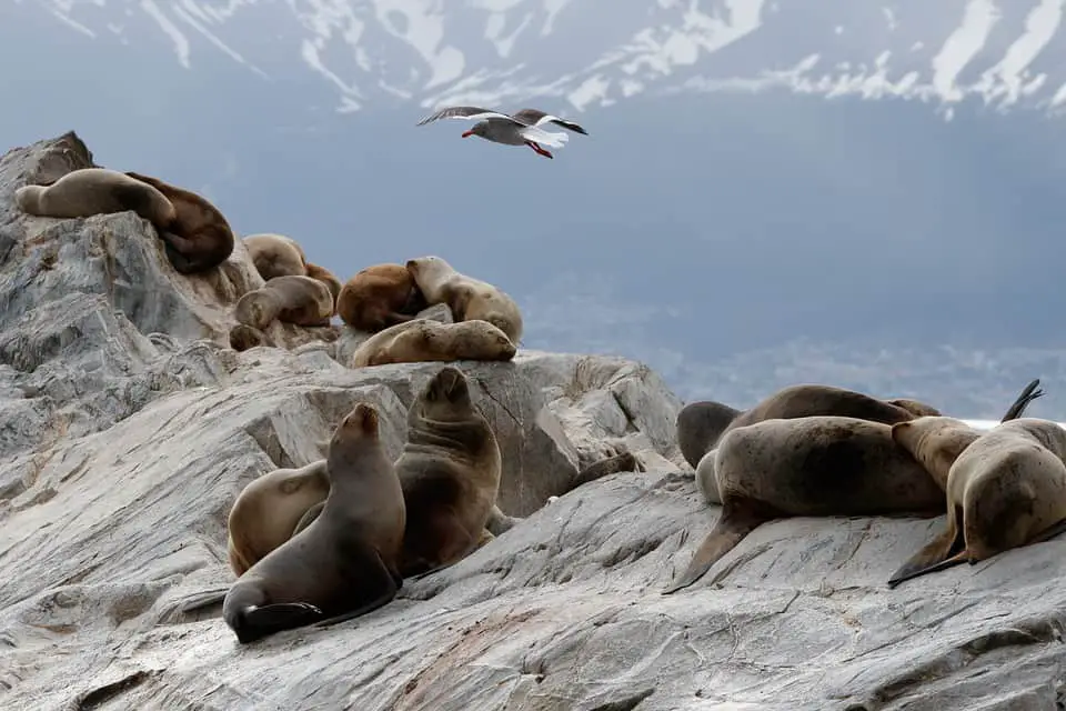 animals in antarctica