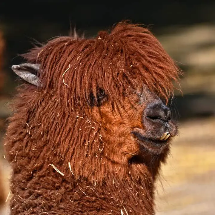 Peruvian alpaca wool
