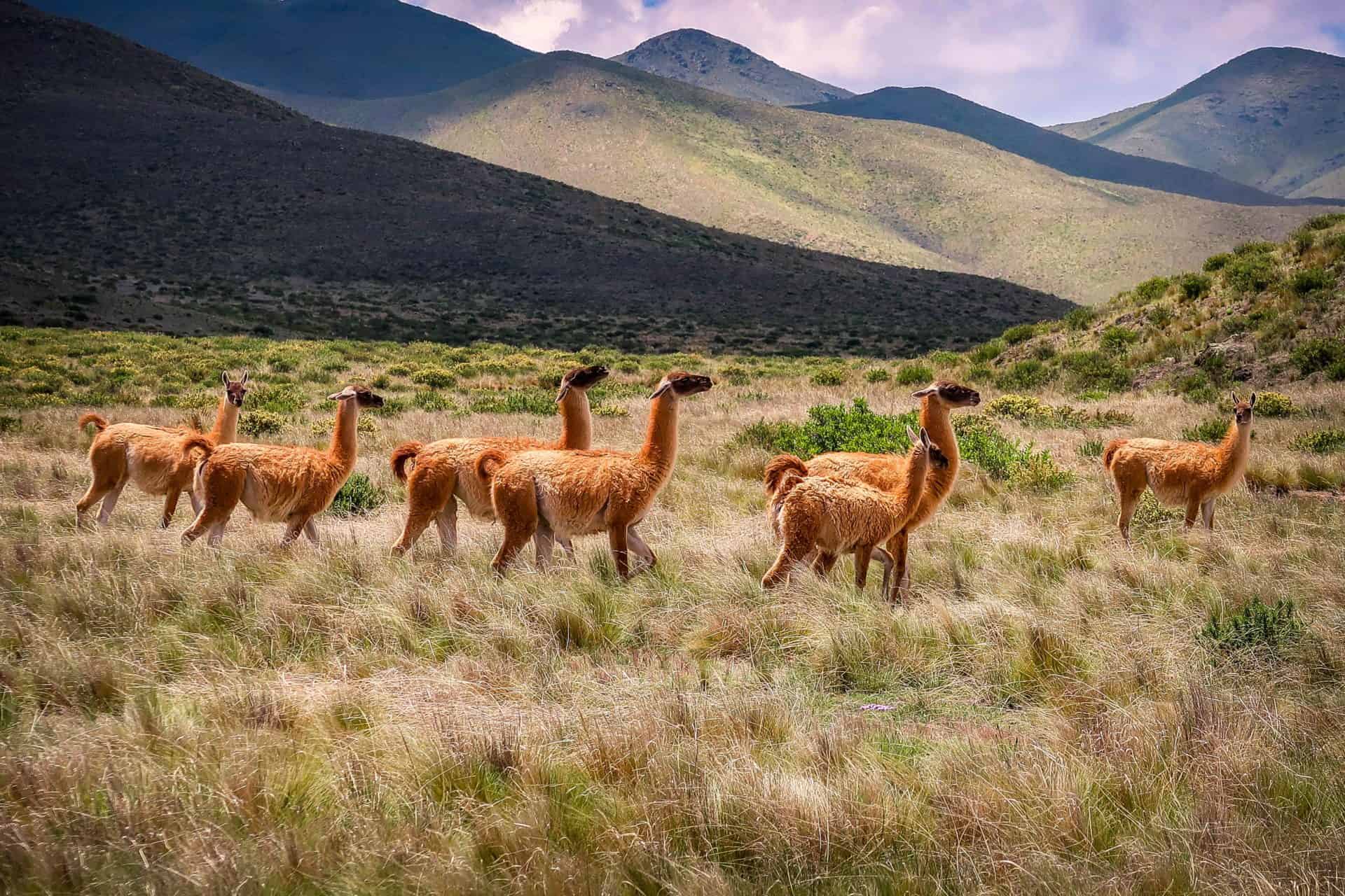 Alpaca Fleece Is Ethical, Cruelty-Free and Sustainable. – Inspired Peru