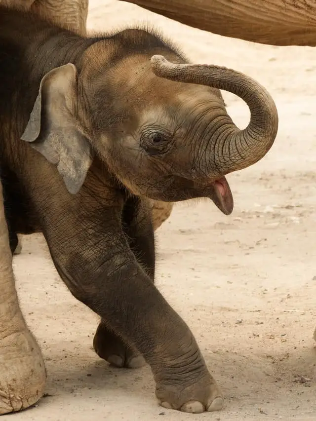 How Melia Koh Samui Is Helping Elephants