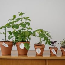 Grow herbs Indoors
