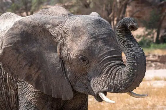 namibian elephant