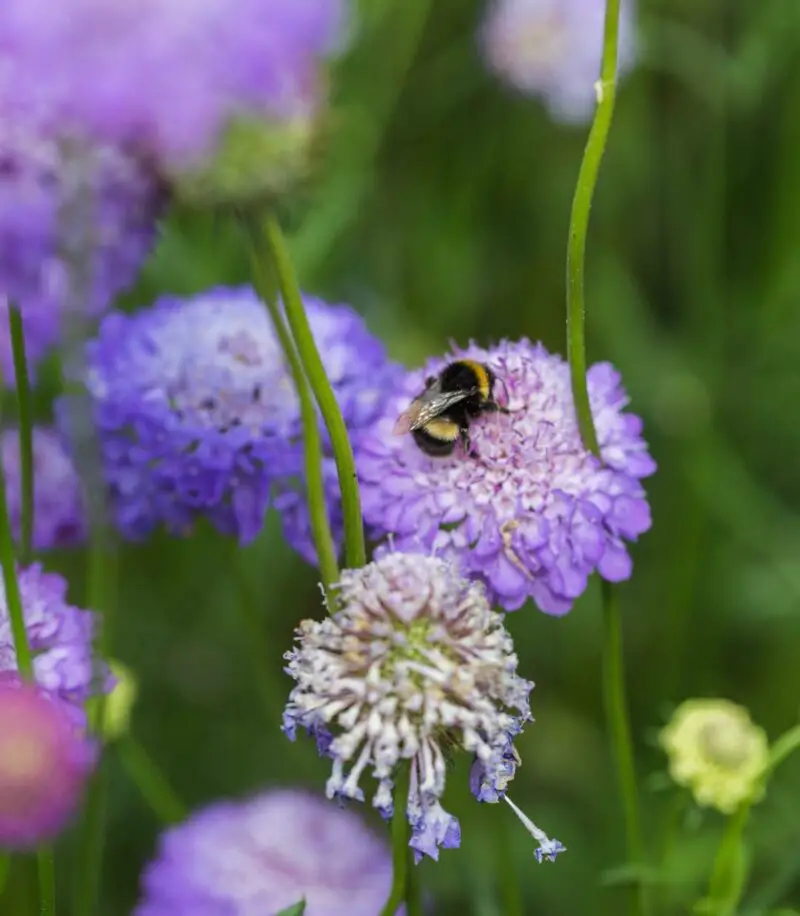 how to help save more bees
