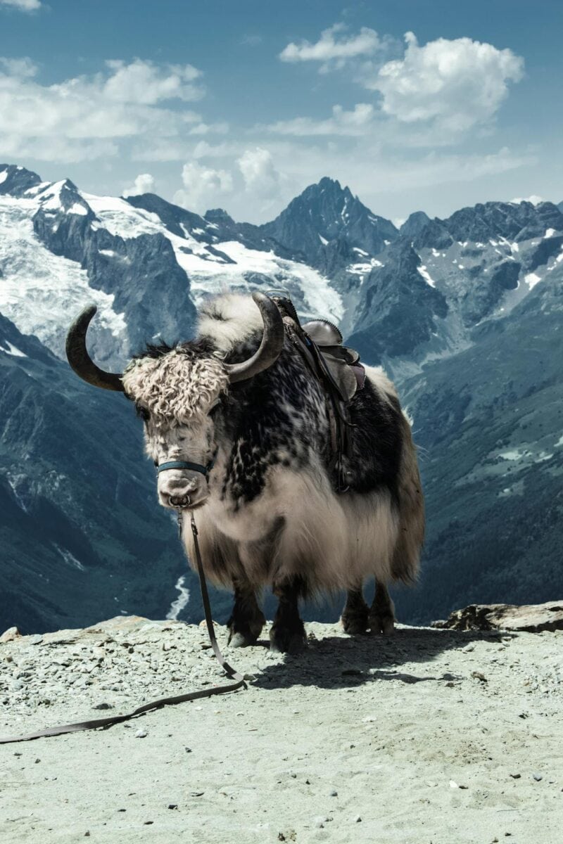 himalayan yak