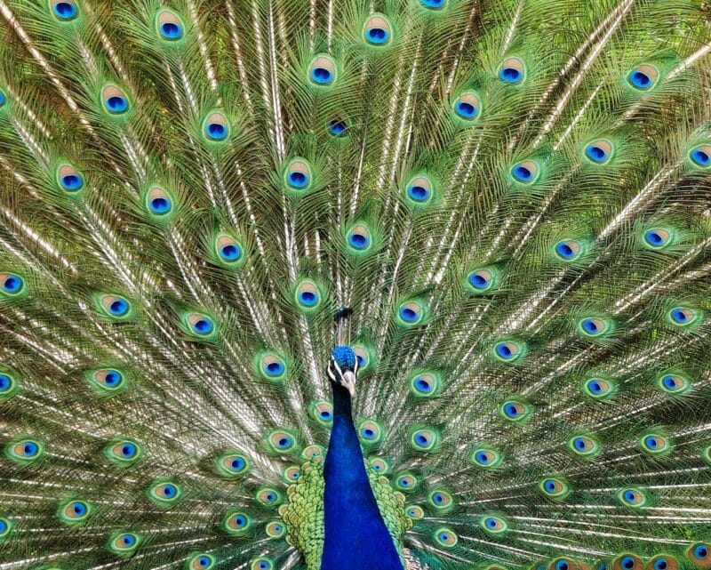 peacock feathers