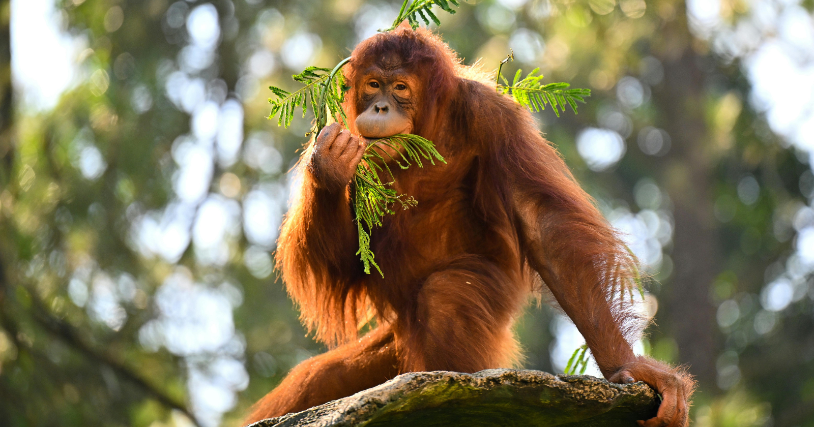 5 of the most endangered animals on earth and the everyday habits that are quietly making things worse for them