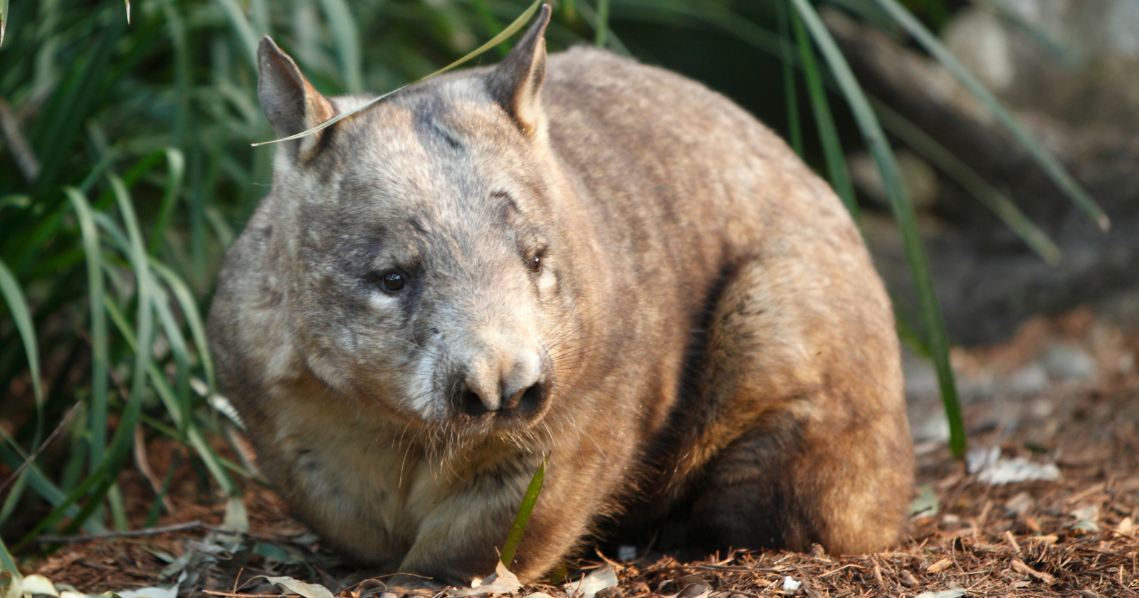 7 Australian animals on the brink of extinction — and what living alongside native wildlife for decades taught me about why it matters